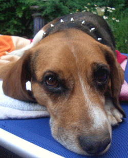 Bildquelle – Tierbesitzer