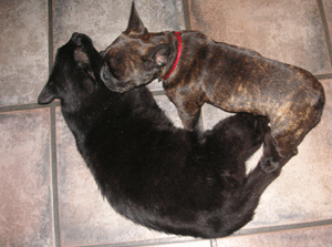 Bildquelle – Tierbesitzer